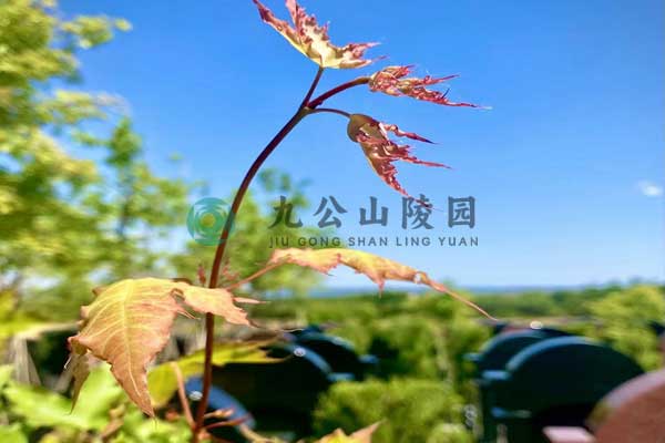 寻找北京的宁静角落：九公山陵园，永恒的纪念空间